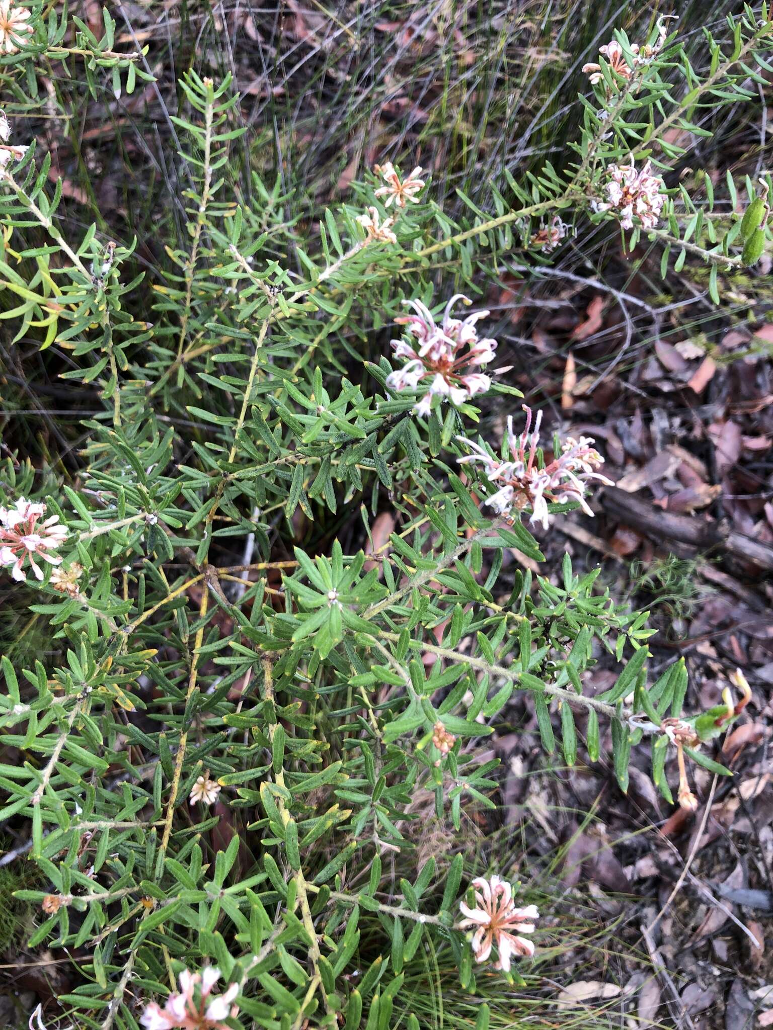 Image of Grevillea phylicoides R. Br.