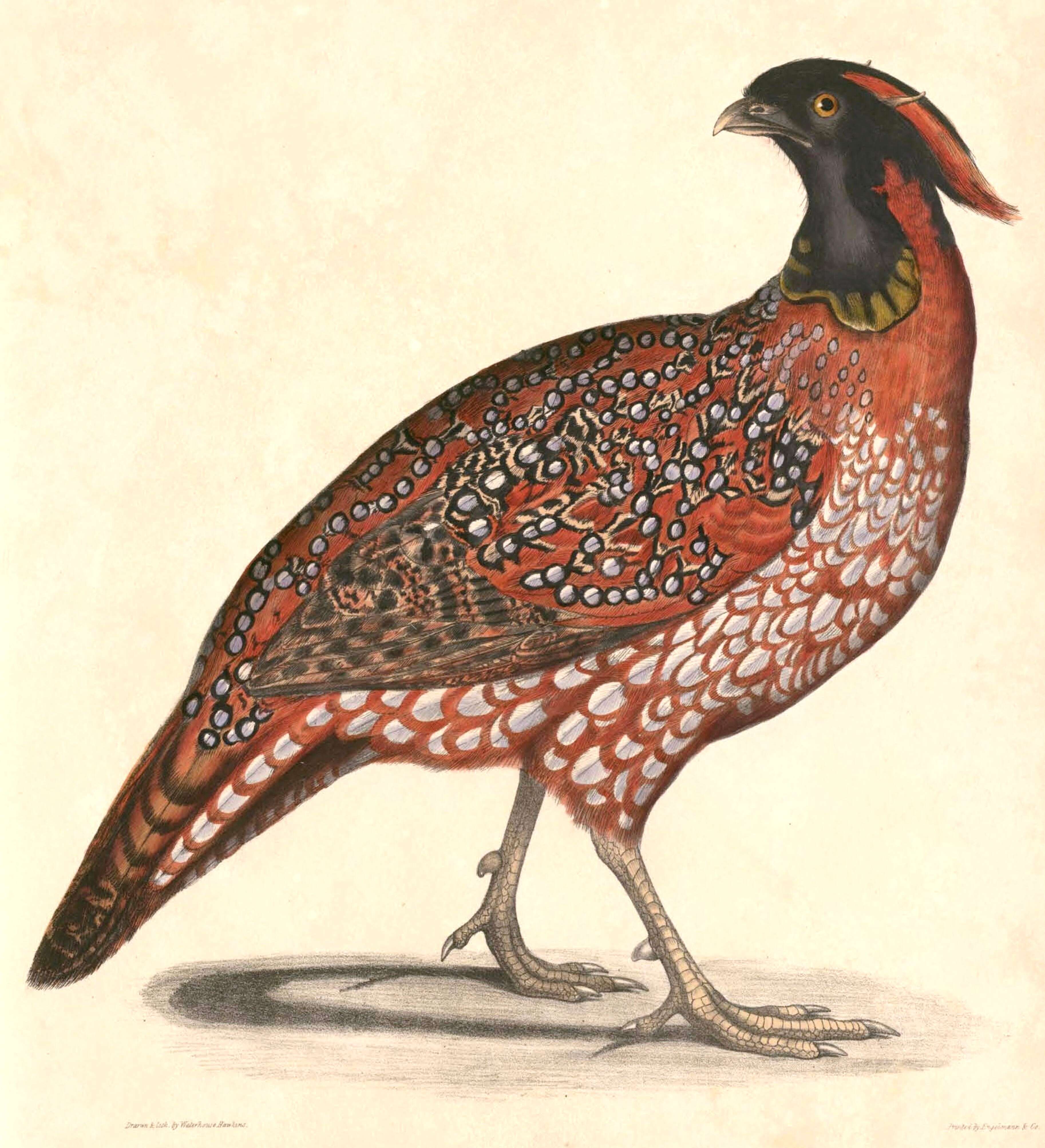 Imagem de Tragopan Cuvier 1829