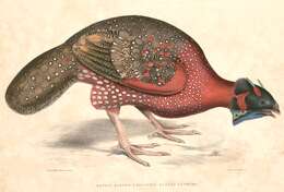 Imagem de Tragopan Cuvier 1829