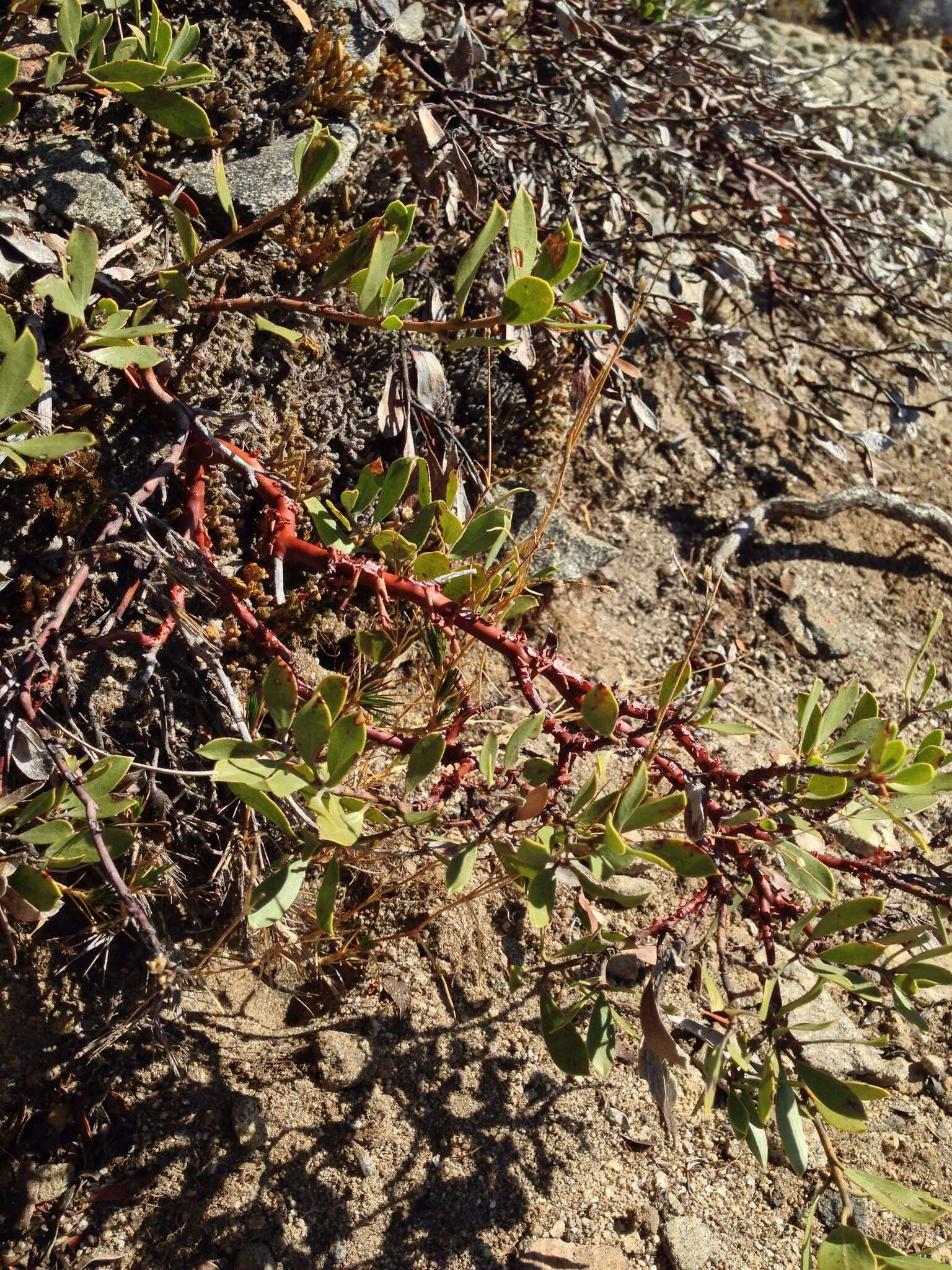 Imagem de Arctostaphylos nevadensis A. Gray