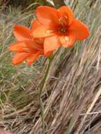 Image de Gladiolus brevitubus G. J. Lewis