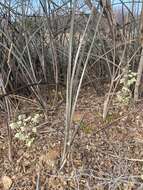 Image of Neoglaziovia variegata (Arruda) Mez