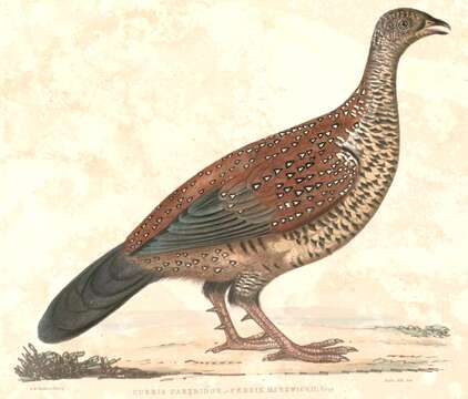 Image of Spurfowl