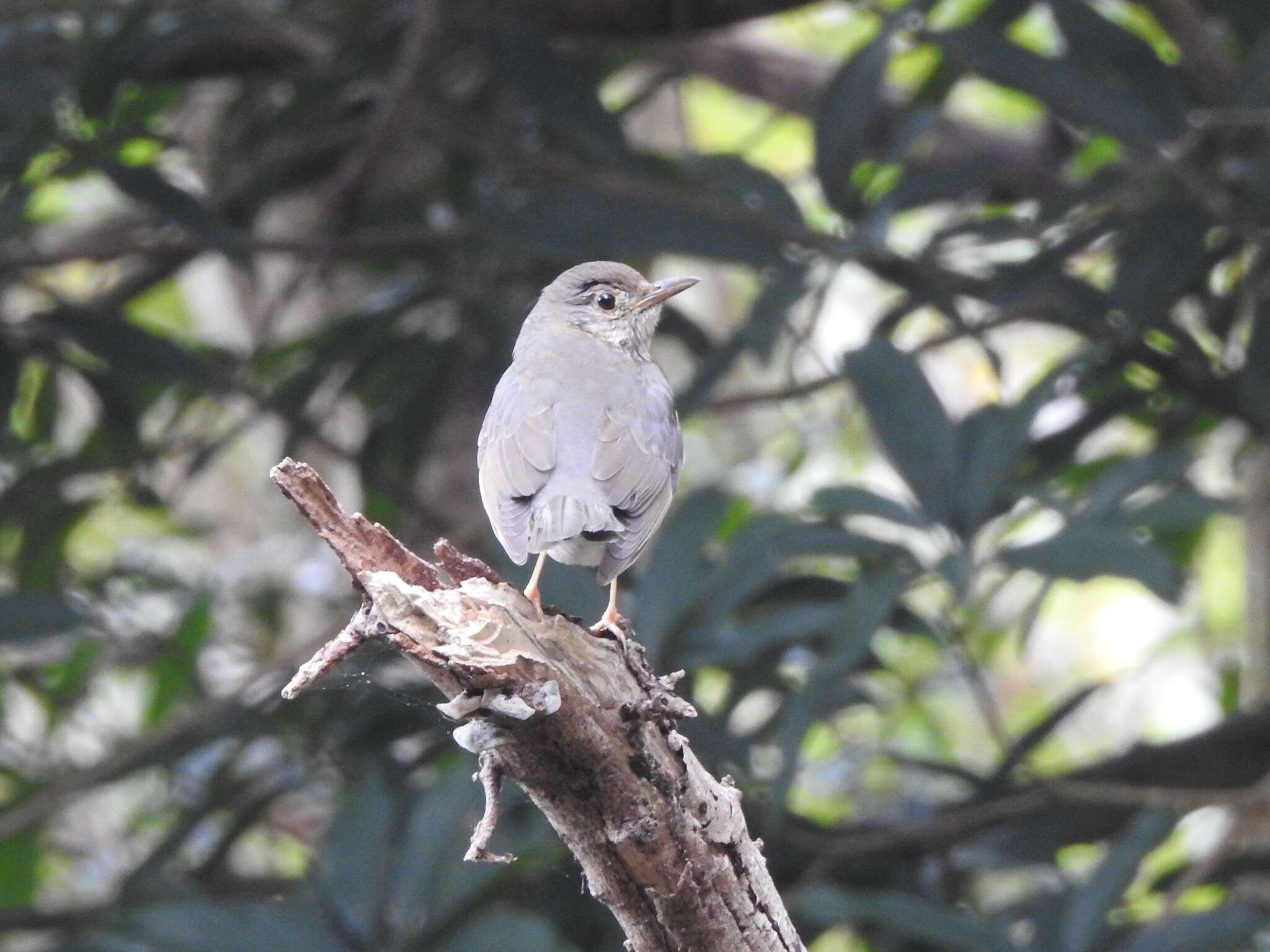 Imagem de Turdus hortulorum Sclater & PL 1863