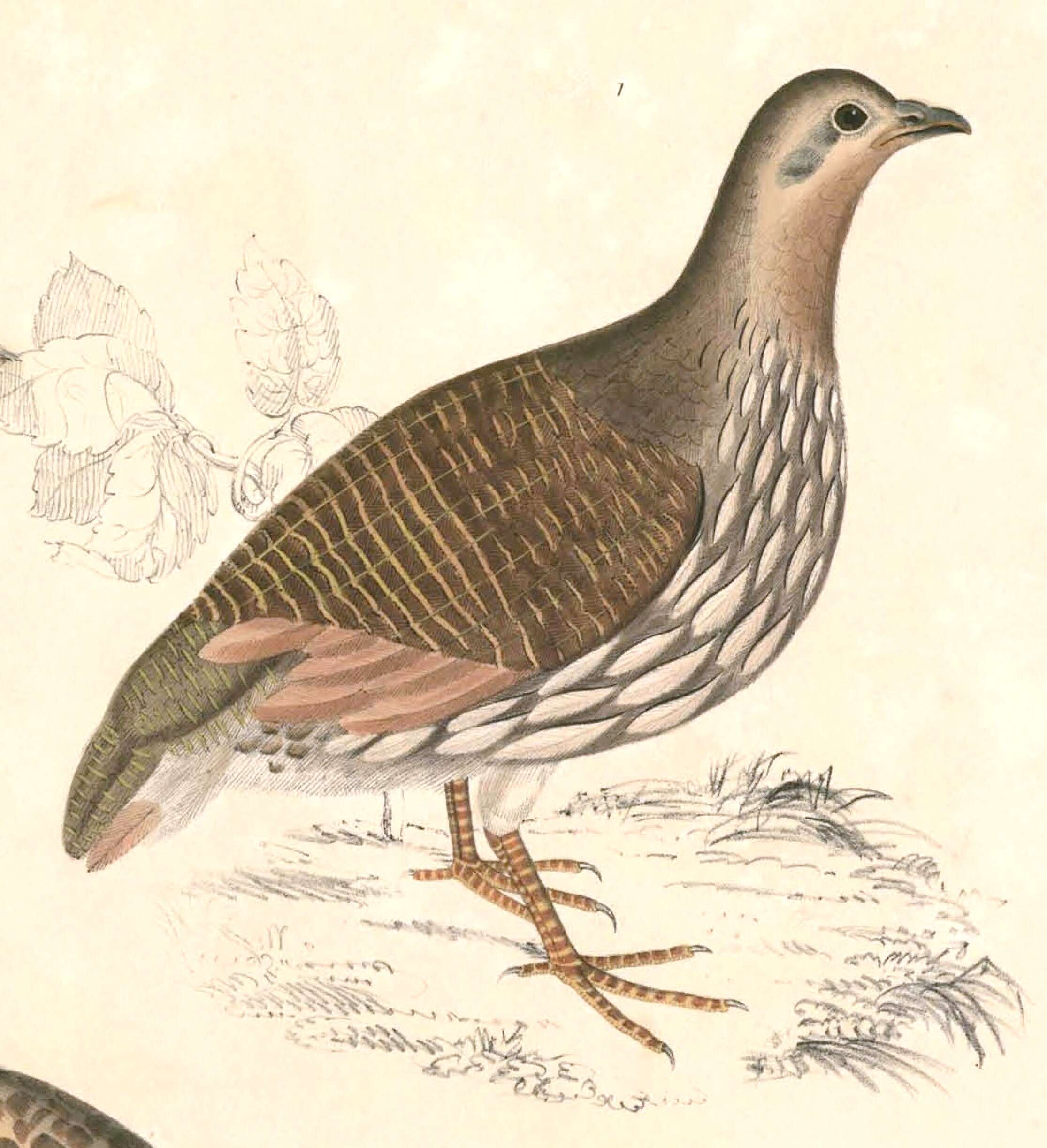 Image of Francolinus Stephens 1819