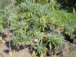 Image of Echium webbii Coincy