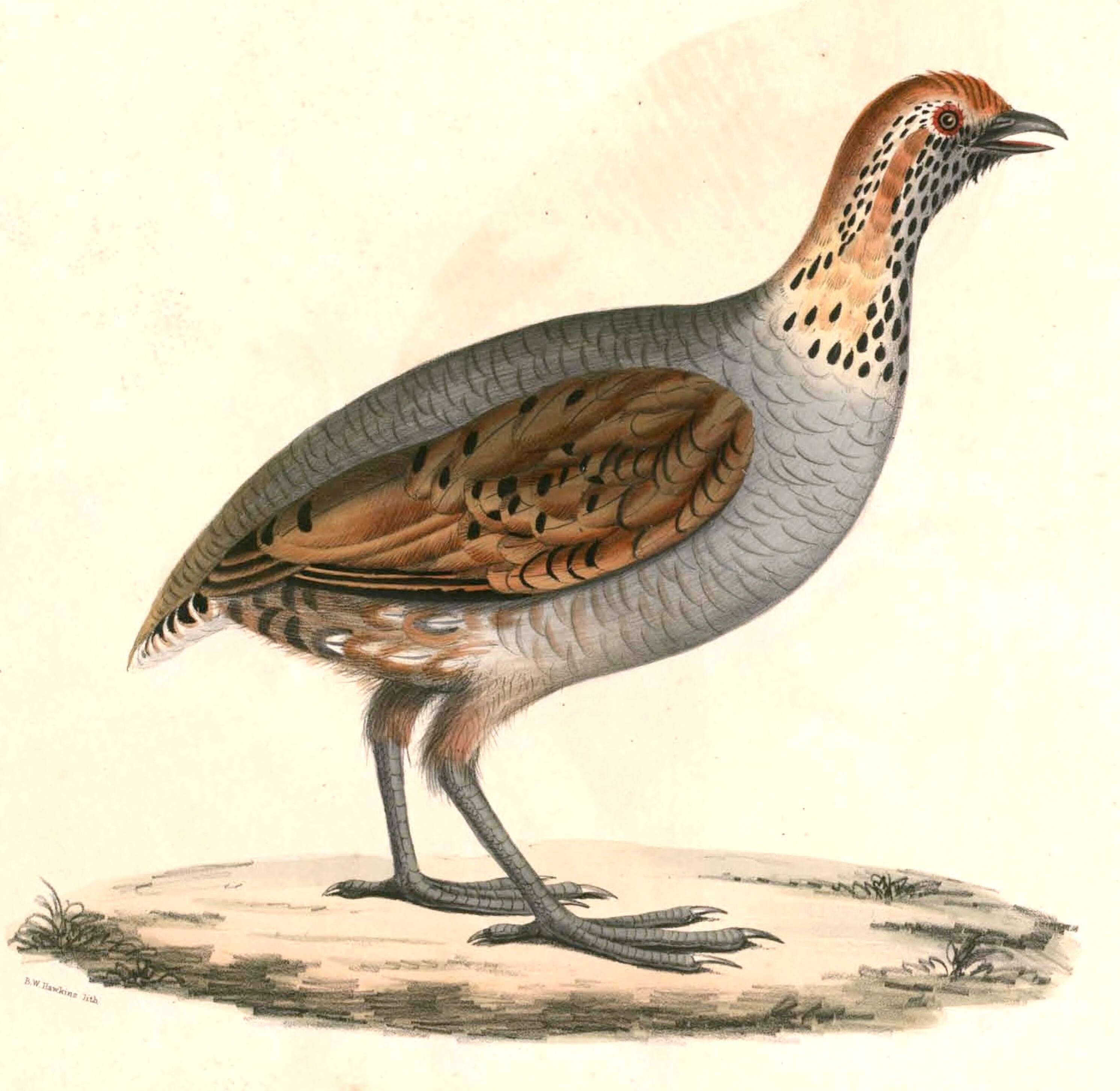 Image of Common Hill Partridge