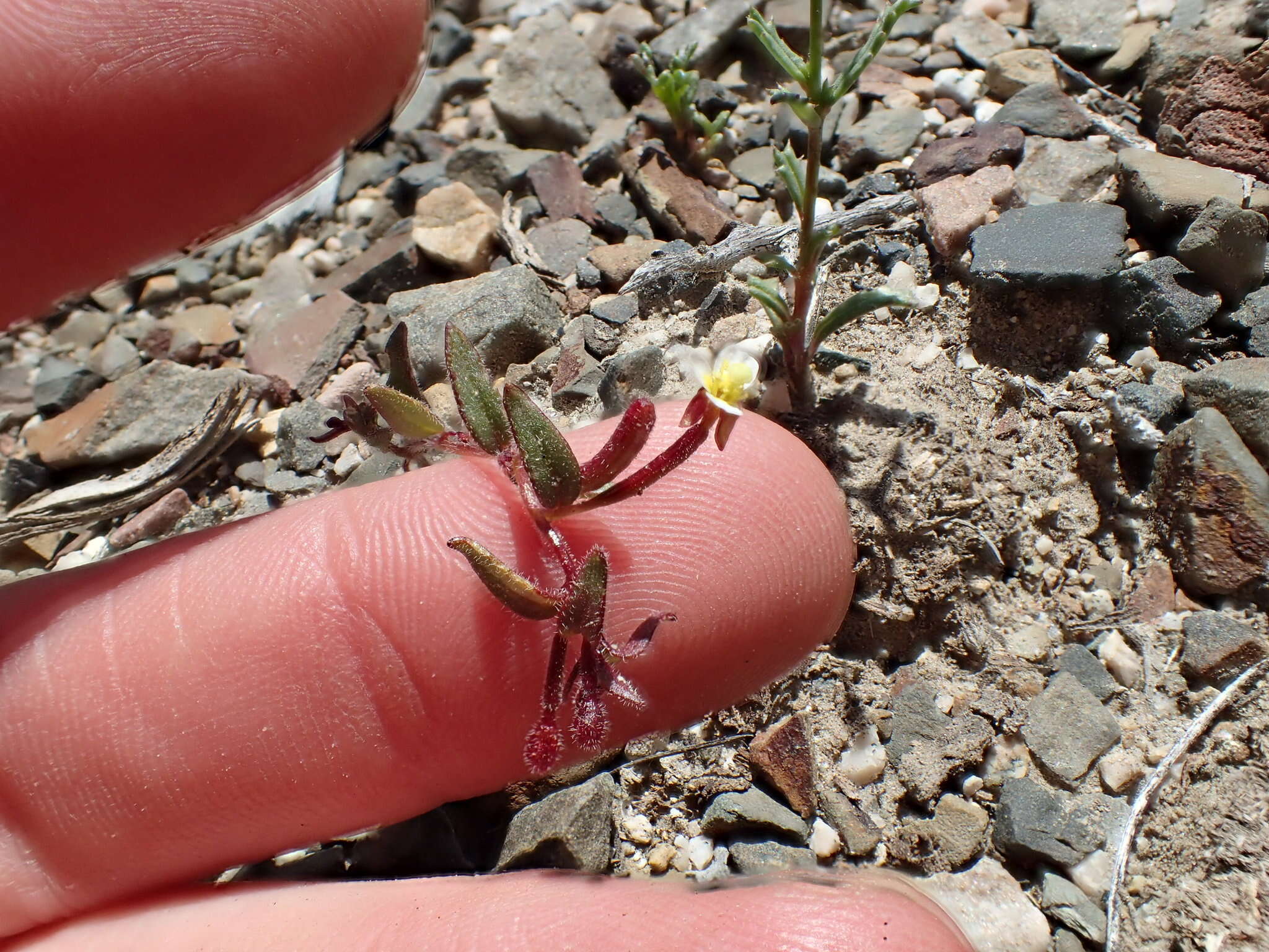 Chylismiella resmi