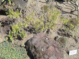 Image of Micromeria pineolens Svent.