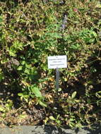 Image of Potentilla nepalensis Hook.