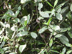 Image of Buff-fronted Foliage-gleaner