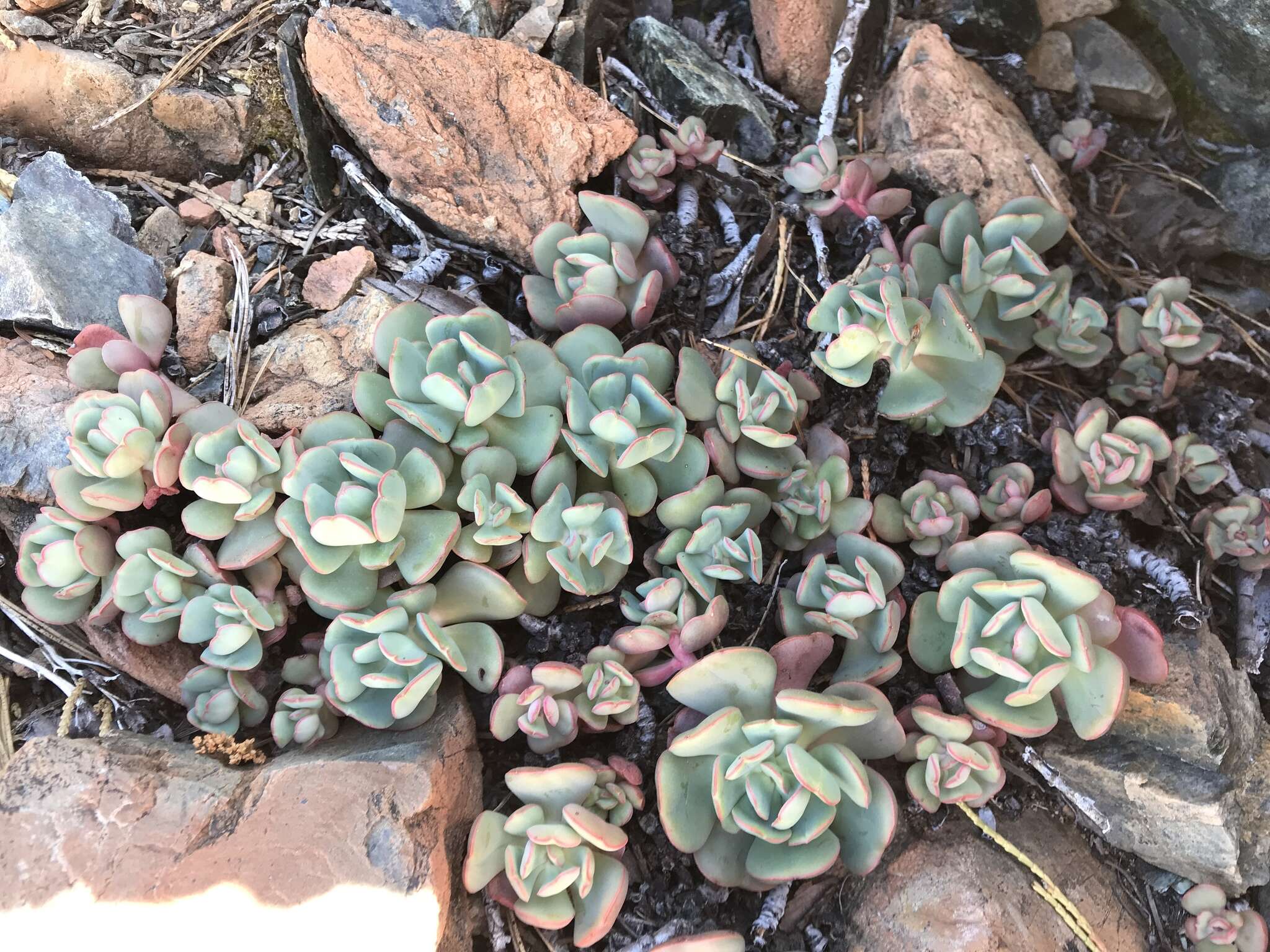 Image of roseflower stonecrop