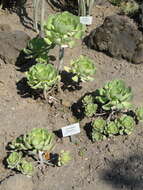 Image of Aeonium ciliatum (Willd.) Webb & Berth.