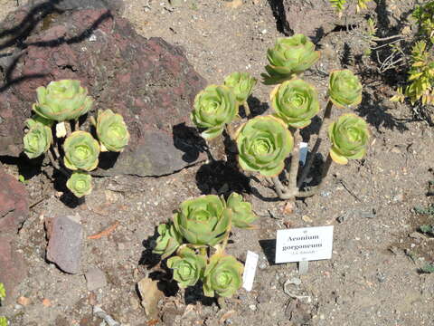 Image of Aeonium gorgoneum J. A. Schmidt