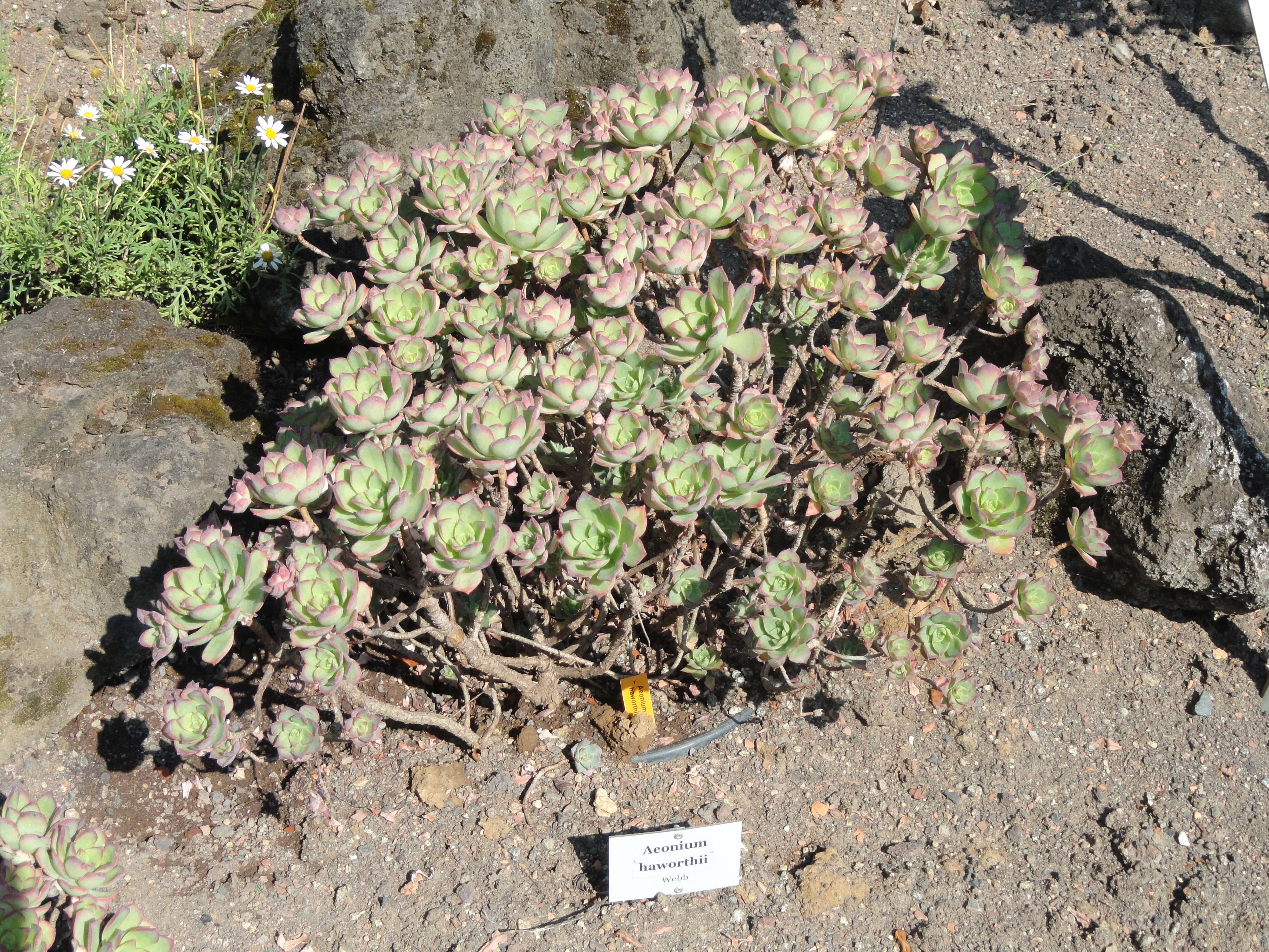 Image de Aeonium haworthii Salm-Dyck ex Webb & Berth.