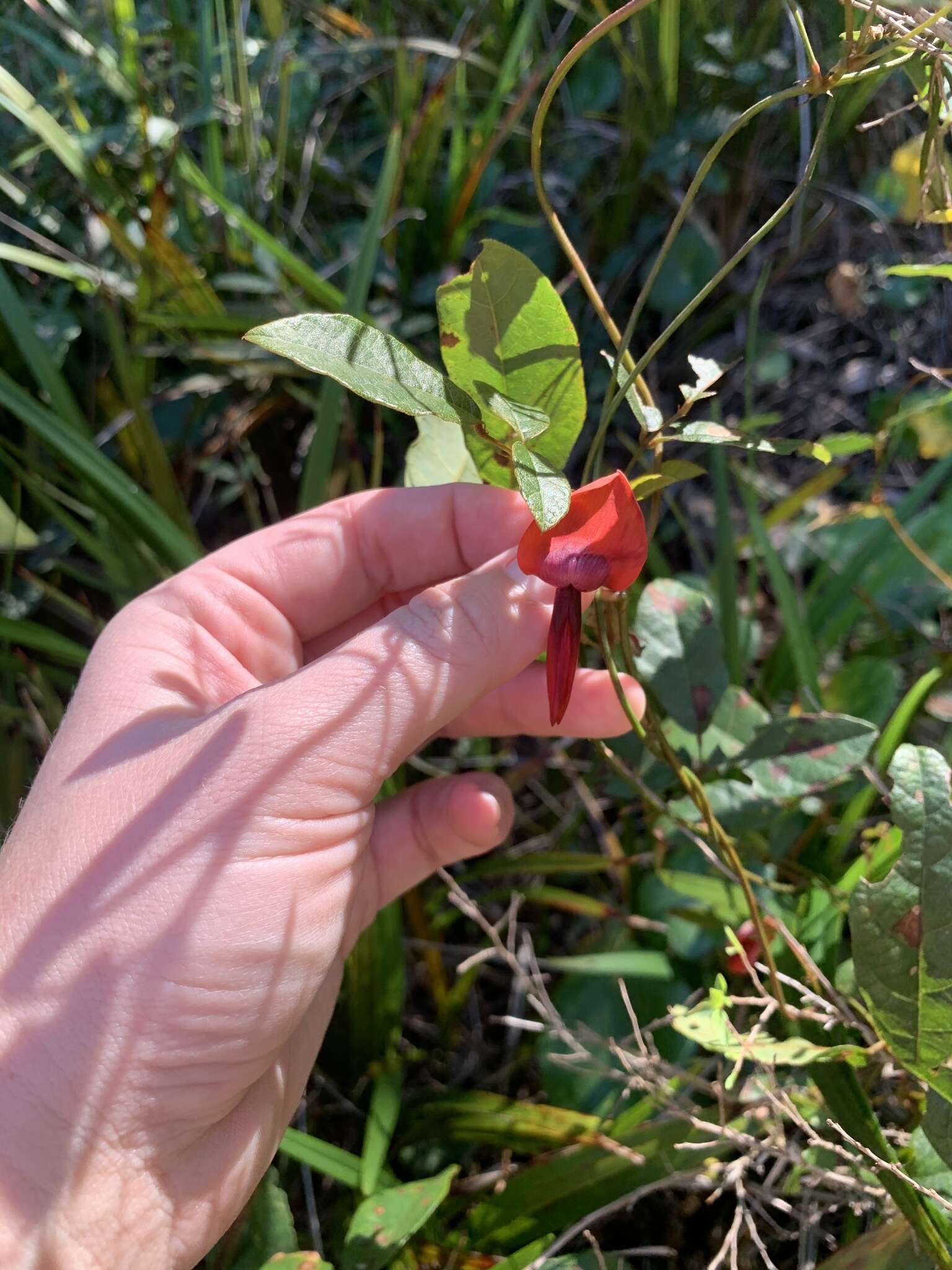 Image of Kennedia rubicunda Vent.