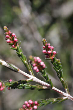 Image of Micromyrtus sessilis J. W. Green