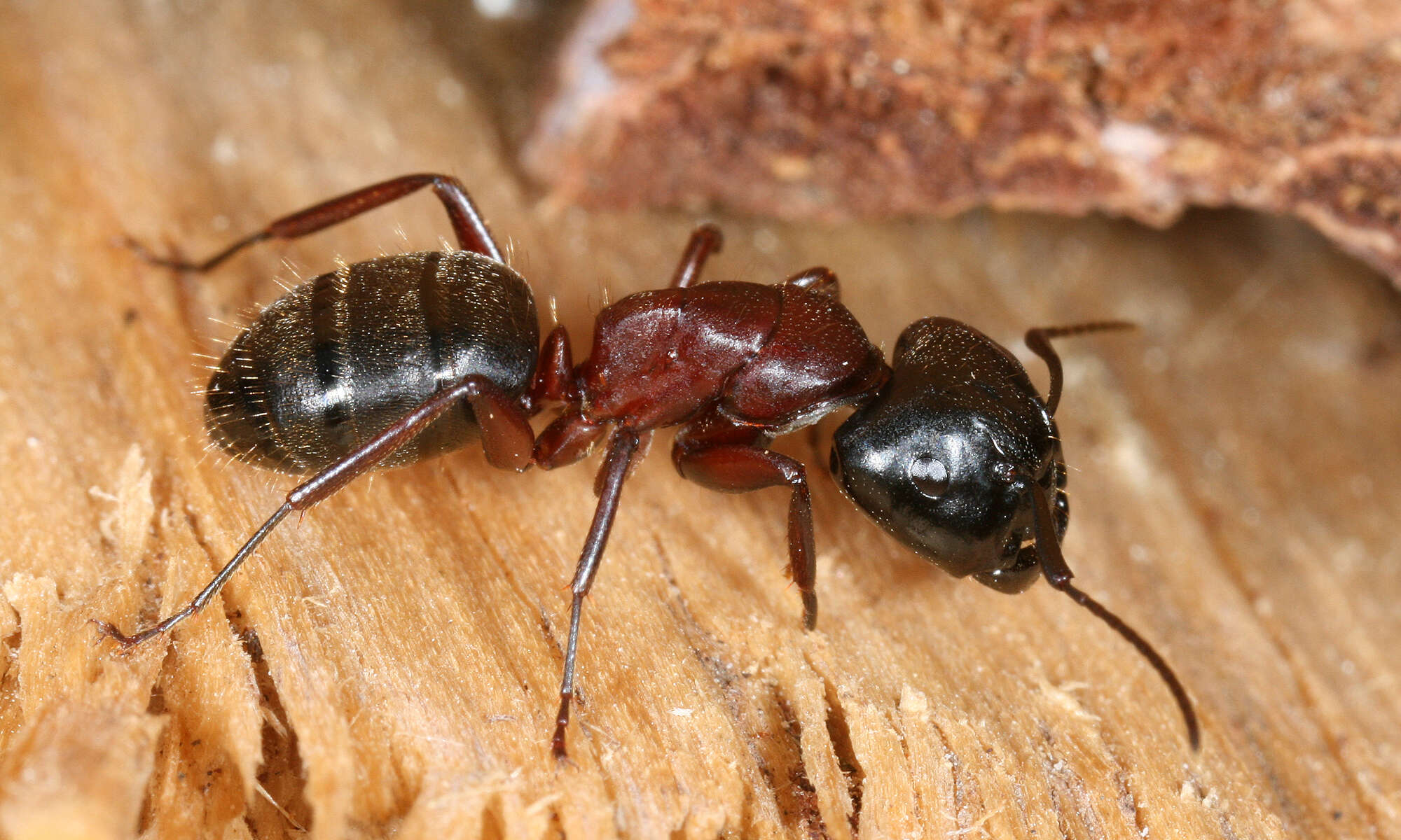 Imagem de Camponotus ligniperda