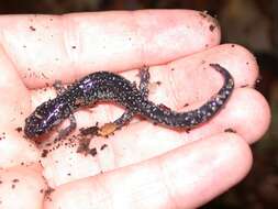 Imagem de Plethodon variolatus (Gilliams 1818)