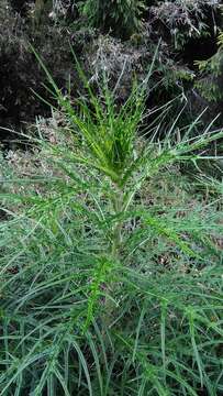 Imagem de <i>Cirsium tatakaense</i>