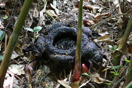 Image of Rafflesia kerrii W. Meijer