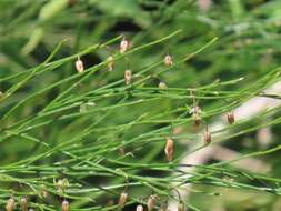 Image of Broom asparagus