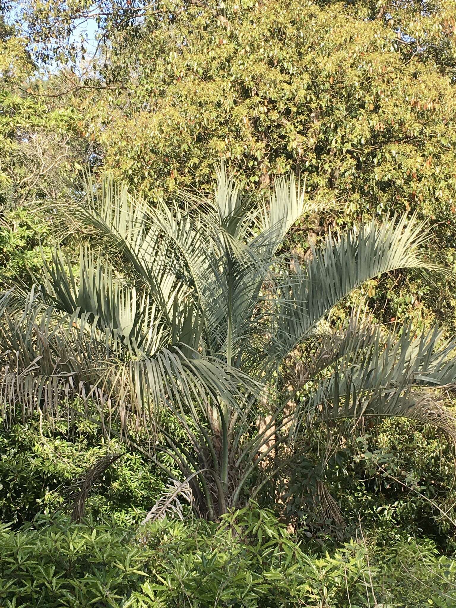 صورة Butia odorata (Barb. Rodr.) Noblick