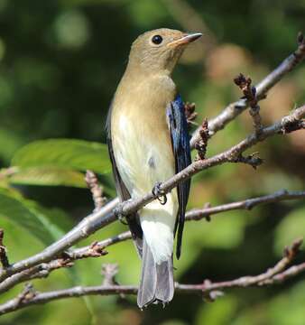 Image of Cyanoptila Blyth 1847