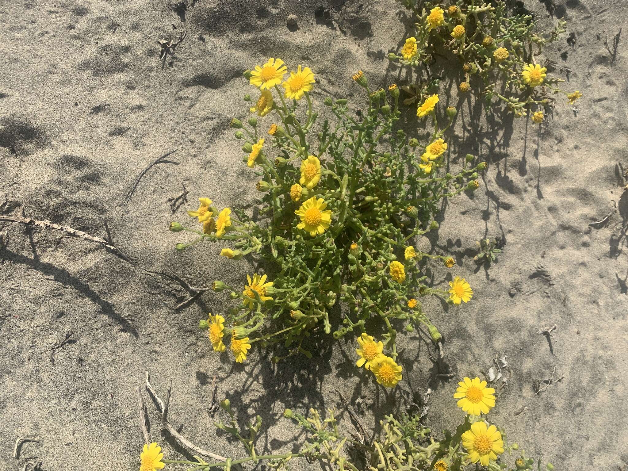 Image of California ragwort