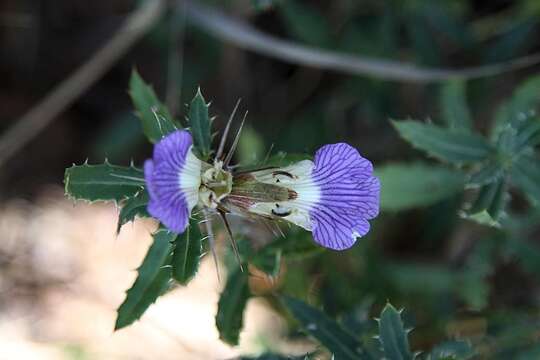 Image de Blepharis aspera Oberm.