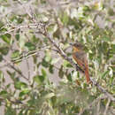 Image of Rufous Flycatcher