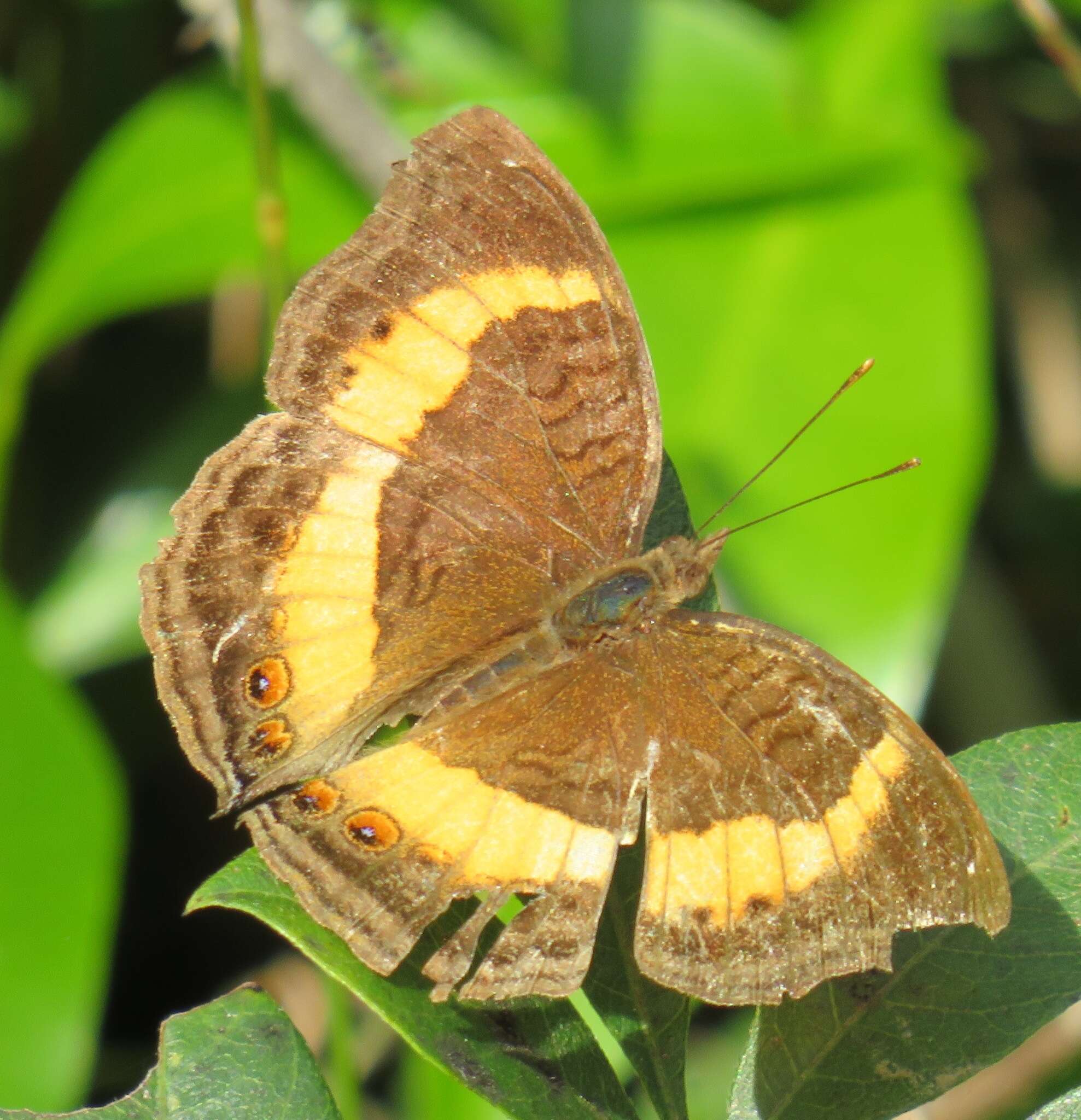 Plancia ëd Junonia terea elgiva Hewitson 1864