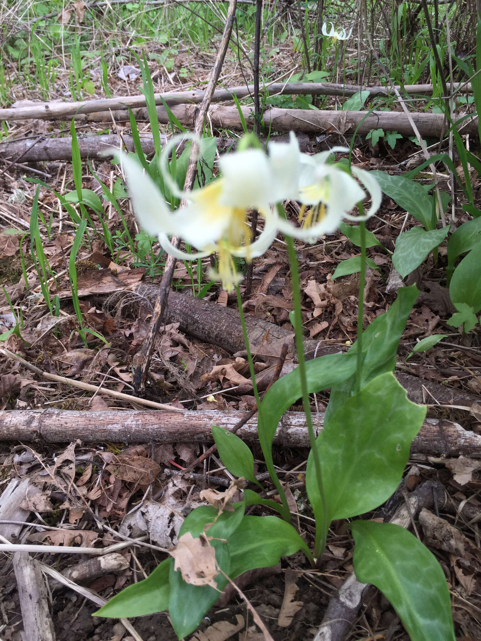 Imagem de Erythronium oregonum Applegate