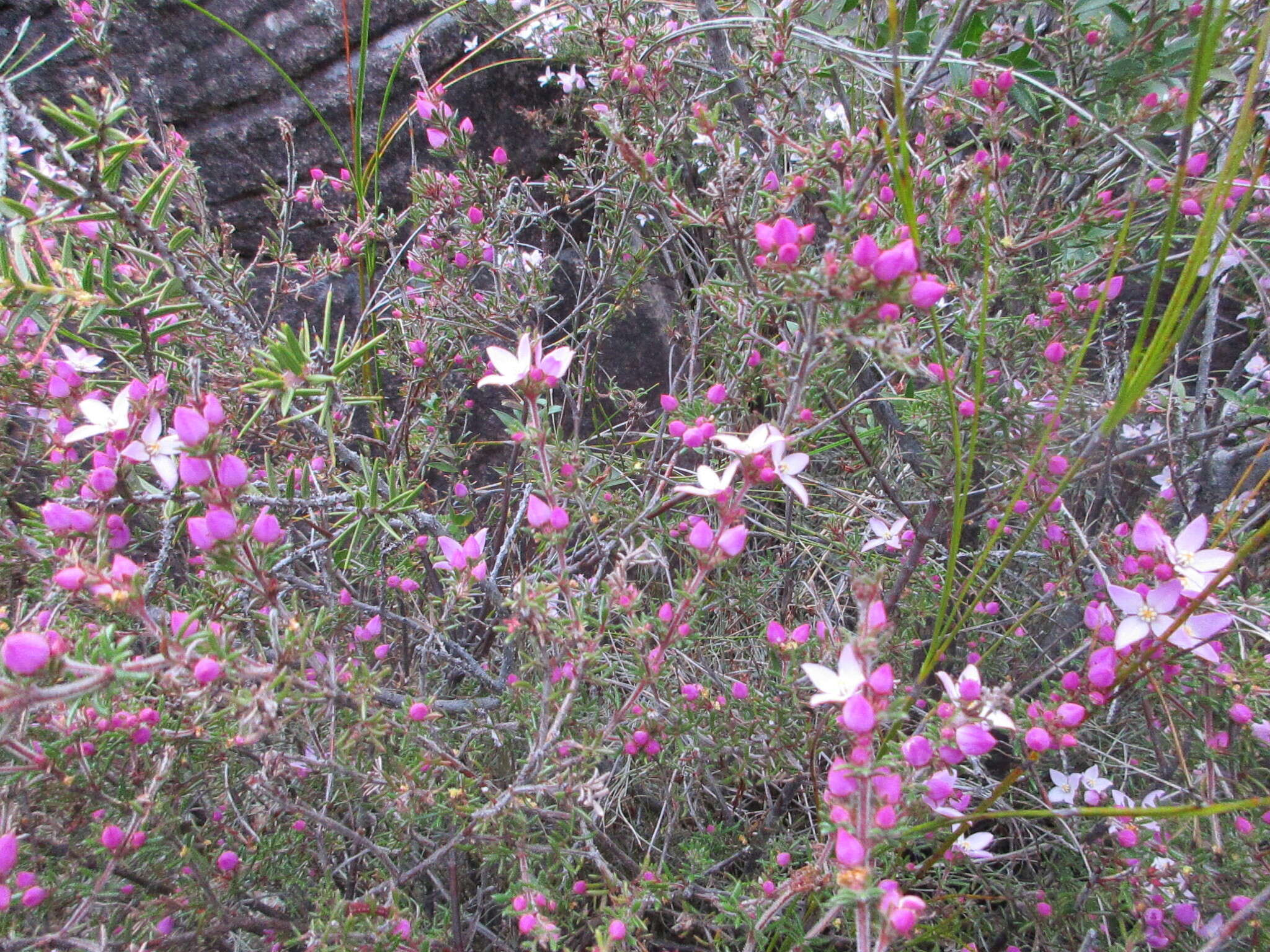 Image of Boronia pilosa Labill.