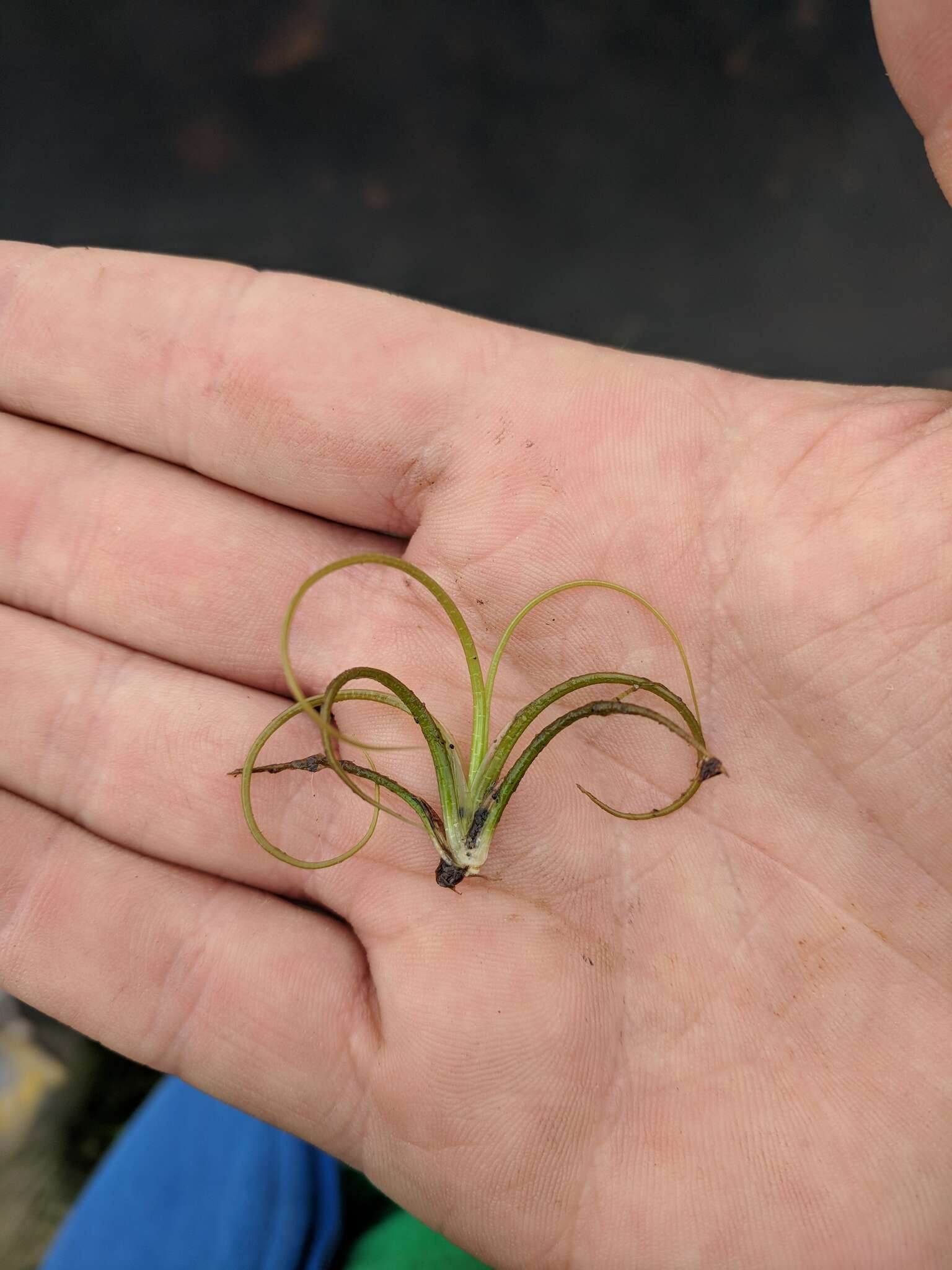 Image of spiny-spored quillwort