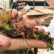 Image of dwarf sundew