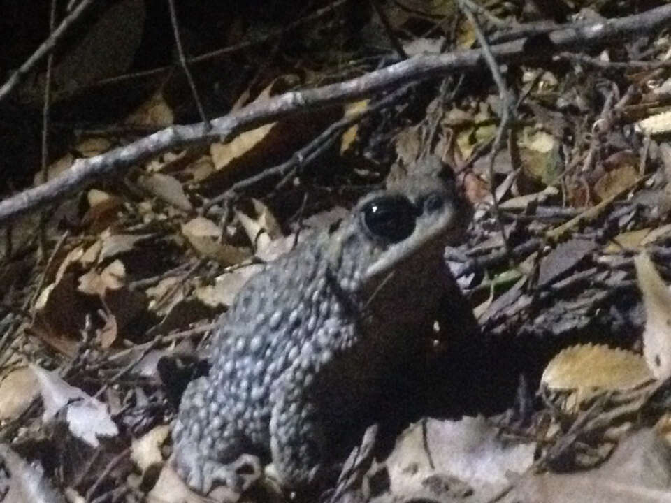 Image of Rhinella spinulosa (Wiegmann 1834)