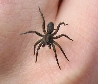 Image of wolf spiders