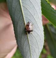 Image of Bilberry shield bug