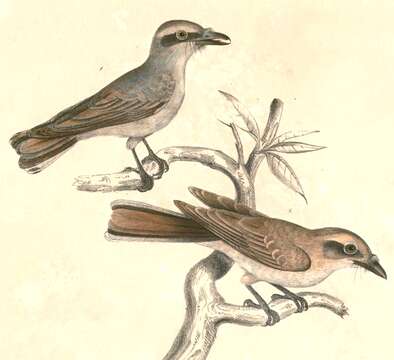 Tephrodornis pondicerianus (Gmelin & JF 1789)的圖片