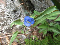 Image of Commelina texcocana Matuda