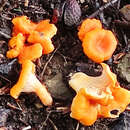 Cantharellus friesii Quél. 1872的圖片