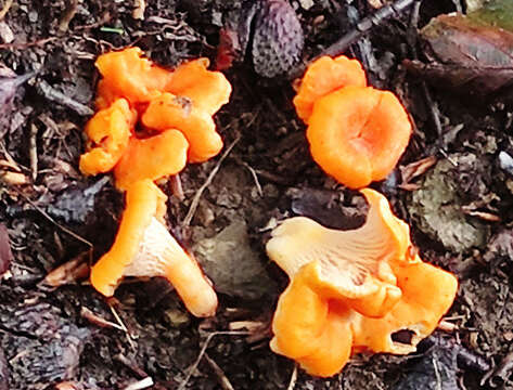 Cantharellus friesii Quél. 1872 resmi