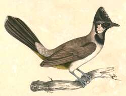 Image of Himalayan Bulbul