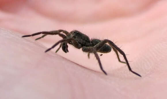 Image of wolf spiders