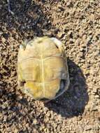 Image of Karroo Tortoise