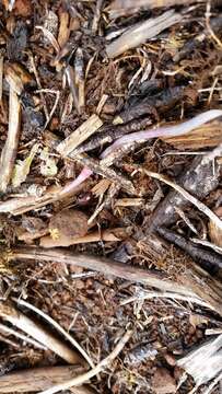 Image of Oregon Giant Earthworm