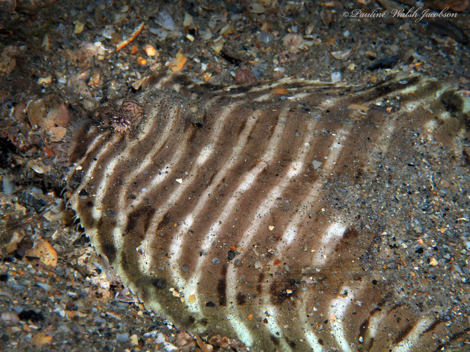 Image of Naked sole