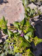 Mirabilis elegans (Choisy) Heimerl resmi