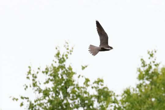 Image of Falco subbuteo subbuteo Linnaeus 1758